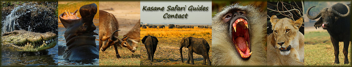 kasane-safari-guides